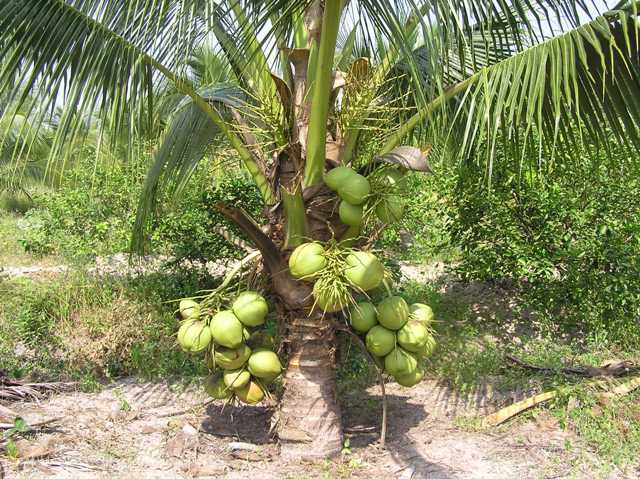  Kỹ thuật Trồng Dừa dứa (Aromatic Coconut)