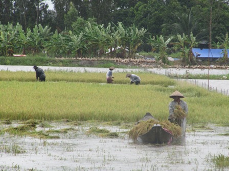 Bước đầu thí điểm bảo hiểm cây lúa ở Tháp Mười