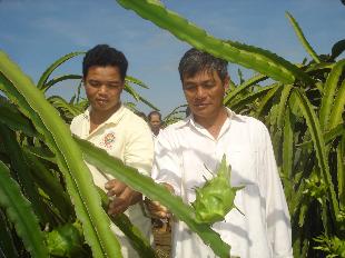 Thanh long hữu cơ đi Mỹ