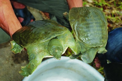 Kỹ thuật nuôi ba ba thương phẩm