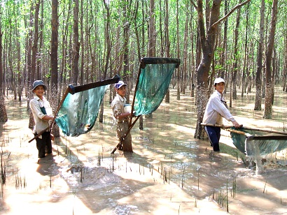 Kiên Giang: Kéo cua biển giống - nghề mới của người dân ven biển