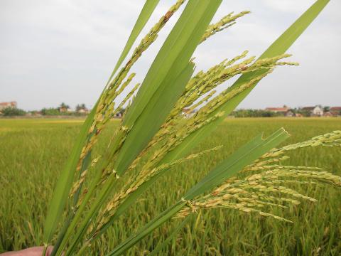 Lúa BC15 bị lép hạt, vì sao?