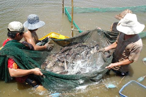 Nuôi cá bóng mú thương phẩm