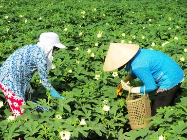 Đậu bắp Nhật Bản - cây xóa đói giảm nghèo ở Trà Vinh