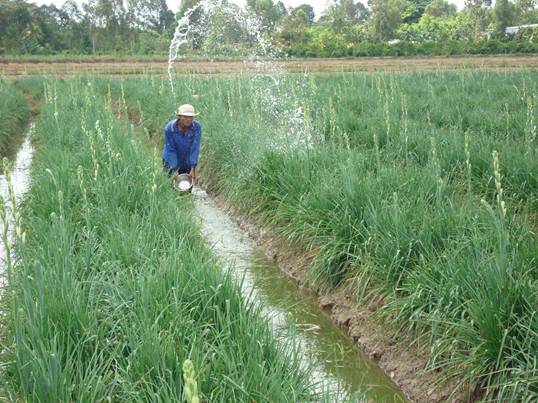 Đồng Tháp: Hoa huệ - cây trồng giúp bà con Lai Vung thoát nghèo