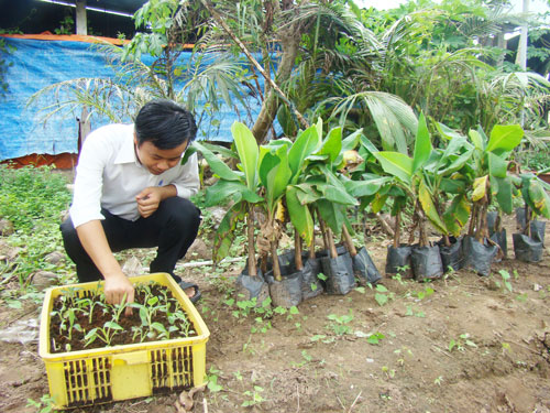 Nghiên cứu thành công quy trình nhân giống cây chuối tiêu bằng phương pháp nuôi cấy mô