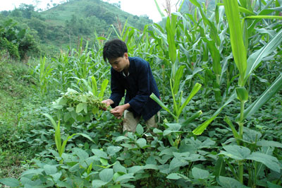 Trồng cây che phủ mang lại đa lợi nhuận cho nông nghiệp