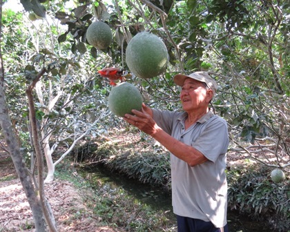 Đồng Tháp: Hiệu quả kinh tế từ mô hình trồng bưởi da xanh