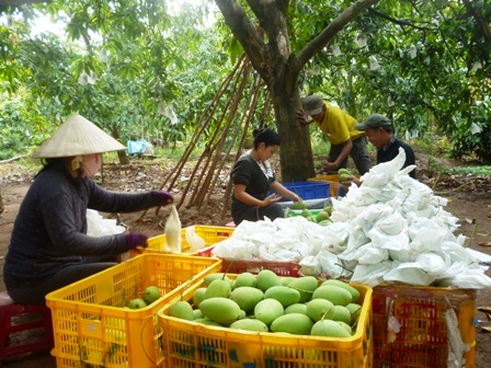 Chuyển biến tích cực trong việc ứng dụng bao xoài bằng túi xốp