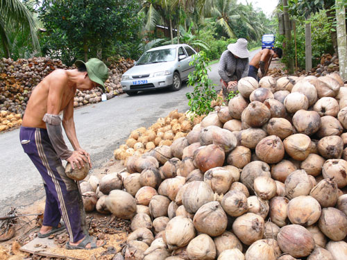 Cánh đồng mẫu Dừa ở Châu Bình: Nét độc đáo của đội “chuyên khâu”