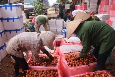 Đóng hàng chuẩn bị vải thiều đi tiêu thụ tại ngã ba Kép – Hồng Giang – Lục Ngạn