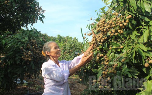 Vườn nhãn của gia đình bà Nguyễn Thị Yên, thôn Hòa Minh, xã Hợp Đức (Tân Yên).