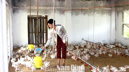 Mỗi tháng, gia đình anh Vũ Văn Huynh, xóm 3, xã Nghĩa Phú thu lãi 12-15 triệu đồng từ mô hình nuôi gà thịt.
