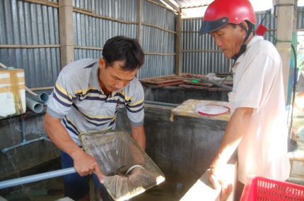 Anh Huỳnh Thanh Lãm đang phân cỡ cá giao cho khách hàng.