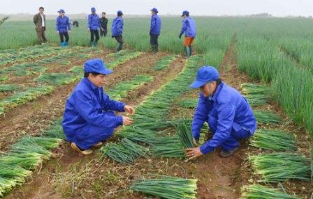 Nông dân xã Cao Đức (Gia Bình) thu hoạch hành lá.