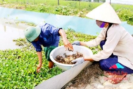 Thu hoạch cua trong ruộng lúa ở gia đình ông Hoàng Văn Đại - Quỳnh Đôi sau gần 3 tháng