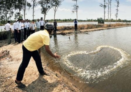 Thường xuyên kiểm tra tôm trong ao nuôi để có hướng xử lý kịp thời là một trong những yếu tố góp phần thành công của mô hình nuôi tôm bằng chế phẩm sinh học của bà con ấp Kinh 6, xã Tân Bằng, huy