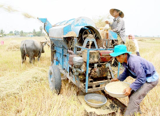 Thu hoạch lúa tại ĐBSCL. Ảnh: THÀNH TRÍ