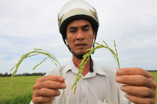 Nông dân Nguyễn Văn Tâm (HTX Tân Tiến, tỉnh Đồng Tháp) cho biết, bông lúa bên phải to hơn, nặng hơn, màu sắc đẹp hơn khi sử dụng phân bón thông minh