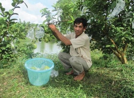 Ông Tám đang thu hoạch thành quả lao động cần cù của mình.