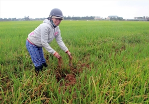 Những dịch bệnh hại cần chú ý trong tuần (từ 13 - 19/2)