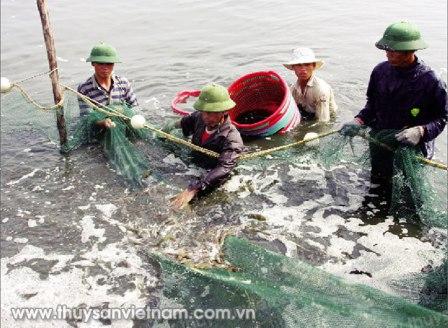 Nhiều hộ nuôi tôm thẻ chân trắng ở Quảng Ninh đạt hiệu quả cao Ảnh: Huy Hùng