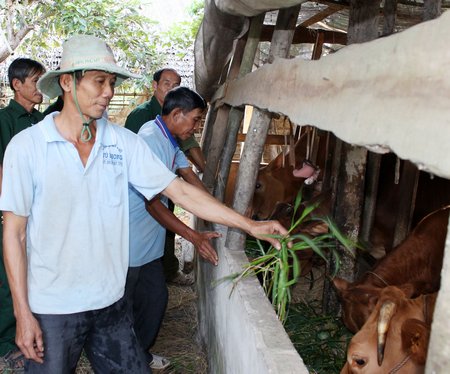 Con bò đã và đang là vật nuôi kỳ vọng của nhiều nông dân muốn thoát nghèo.