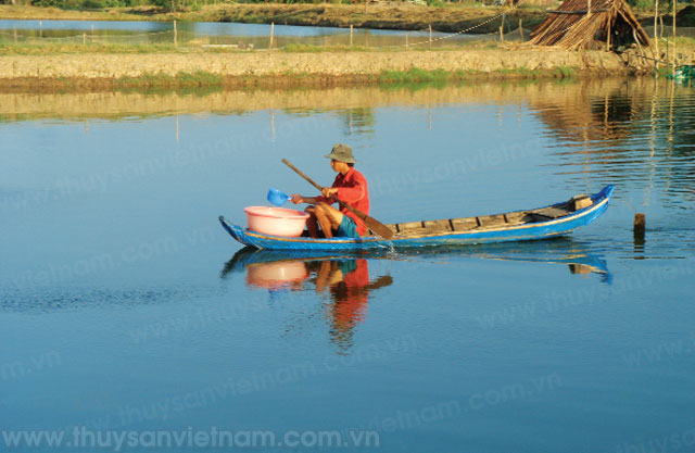 Giải pháp phòng trừ dịch bệnh trên tôm