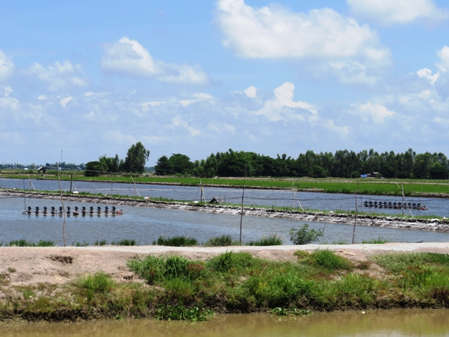 Vùng nuôi tôm càng xanh trước đây giờ phần lớn đã được chuyển sang nuôi tôm thẻ chân trắng