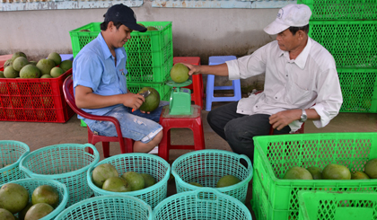 Nhân viên Cơ sở Hương Miền Tây thu mua bưởi của THT Bưởi Da xanh vào ngày 4-8.