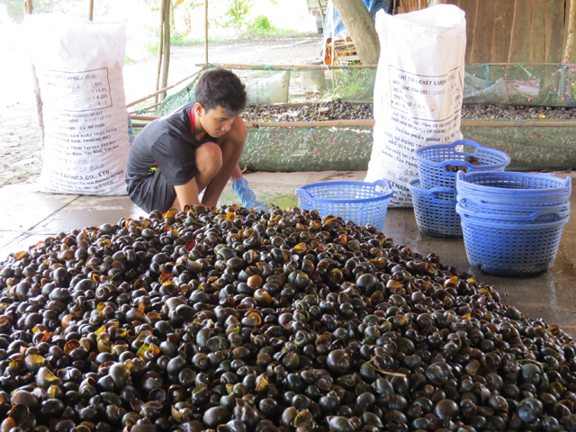 Ốc bưu vàng mang lại thu nhập cho nhiều người dân trong mùa lũ. Ảnh: TRANG HUỲNH