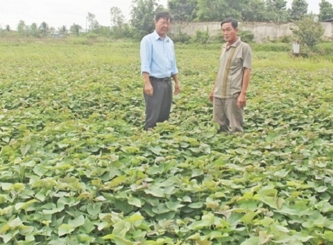 Ông Trần Văn Bảy (phải) là một trong những gương mặt tiêu biểu vừa được Trung ương Hội Nông dân Việt Nam tuyên dương sản xuất, kinh doanh giỏi toàn quốc