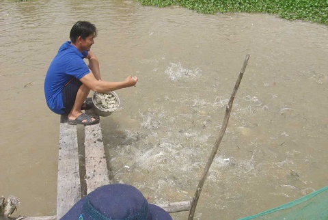 Làm giàu từ đa canh trên rốn lũ