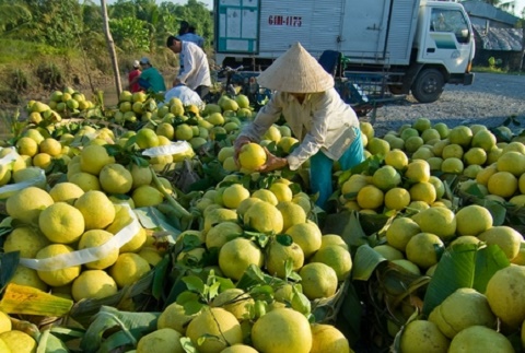 Bưởi Năm Roi Mỹ Hòa ngon ngọt có tiếng.