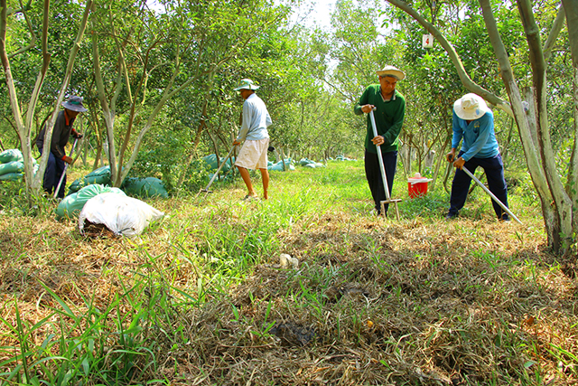 Nông dân thực hiện việc xeo đất cho vườn cây có múi