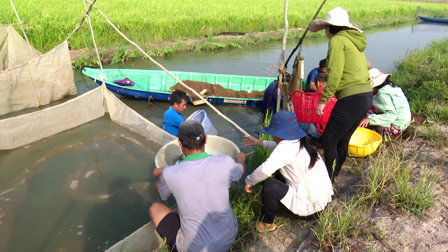 Thu hoạch cá từ mô hình 2 lúa 1 cá