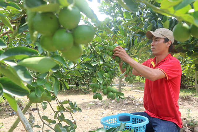 Nhà vườn thu hoạch chanh